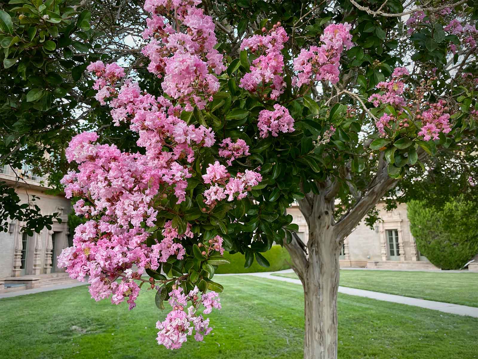 Crepe Myrtle