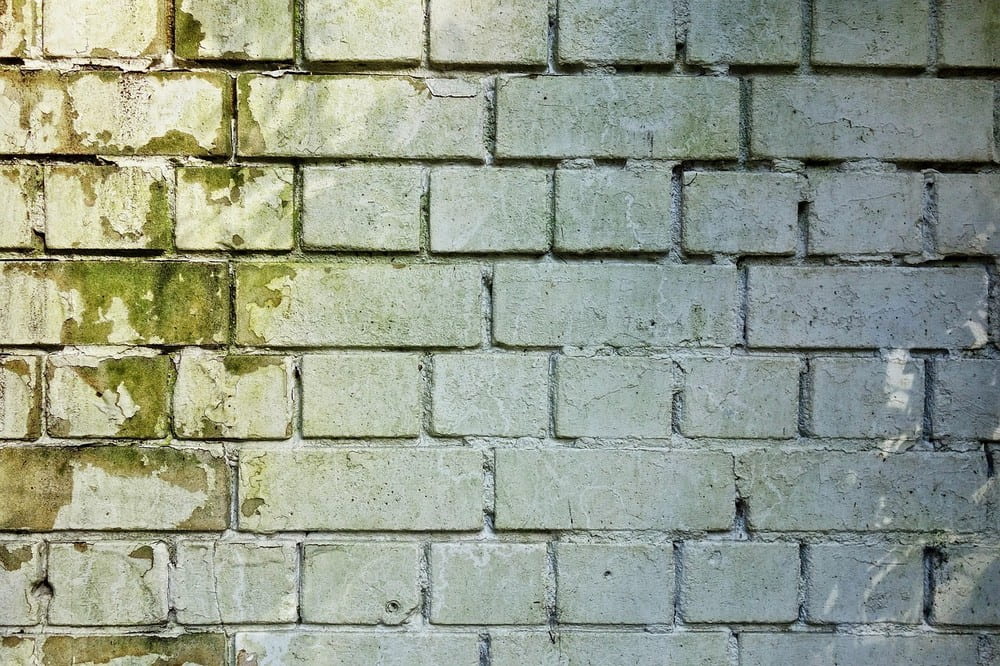 Mold in the Workplace: Causes, Risks, and How to Get Rid of It